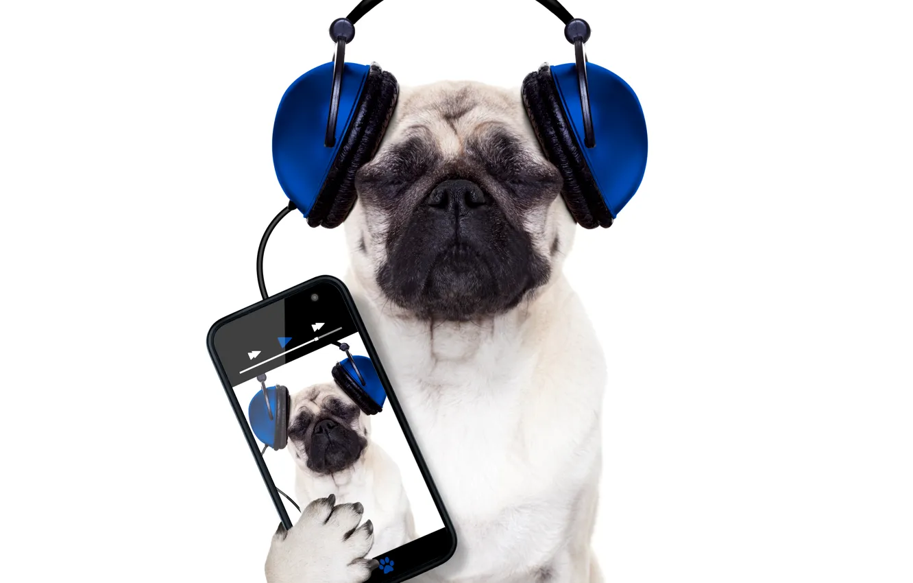 Фото обои собака, юмор, наушники, белый фон, телефон, смартфон, Мопс