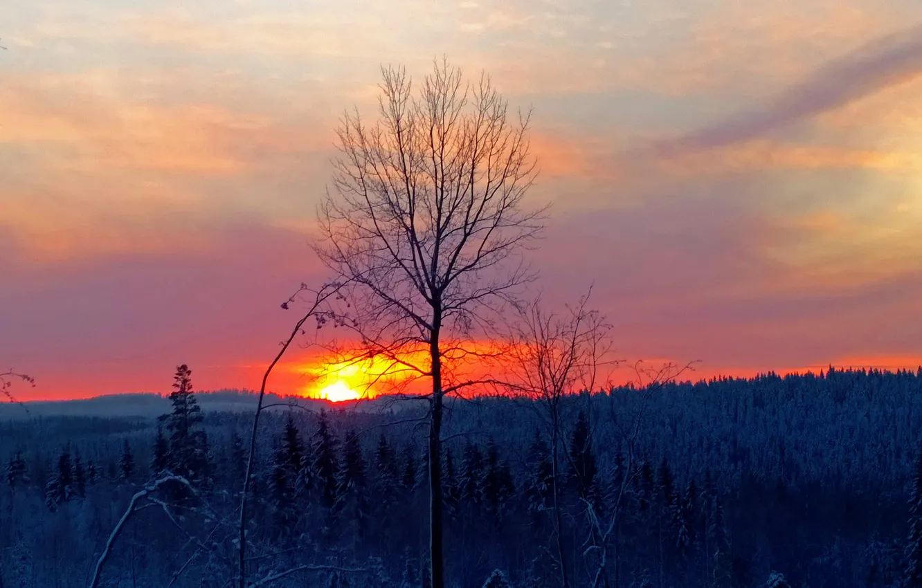 Фото обои зима, лес, небо, закат, дерево, зарево