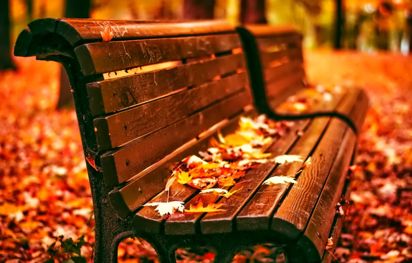 Фото обои листья, скамейка, парк, Осень
