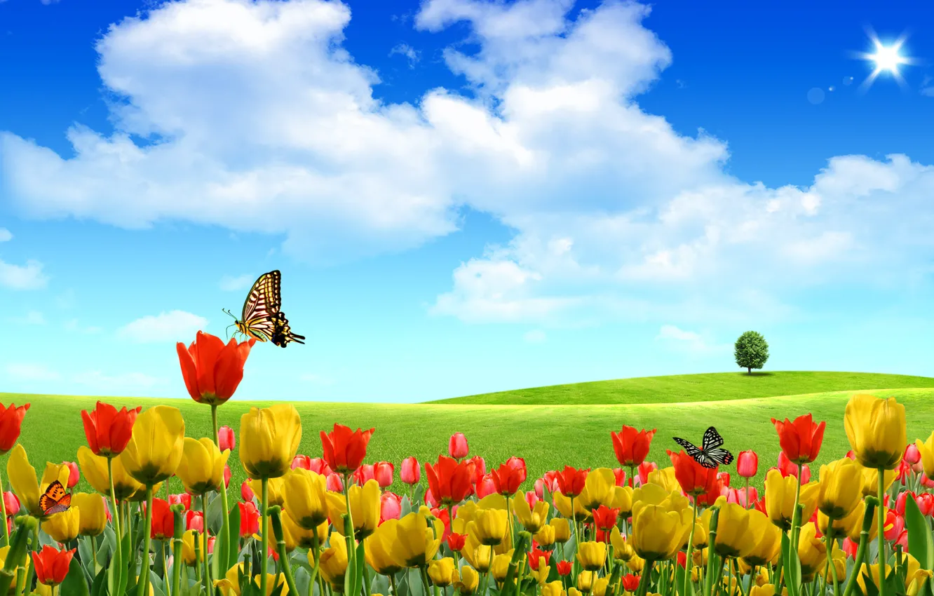 Фото обои лето, небо, бабочки, цветы, природа, тюльпаны