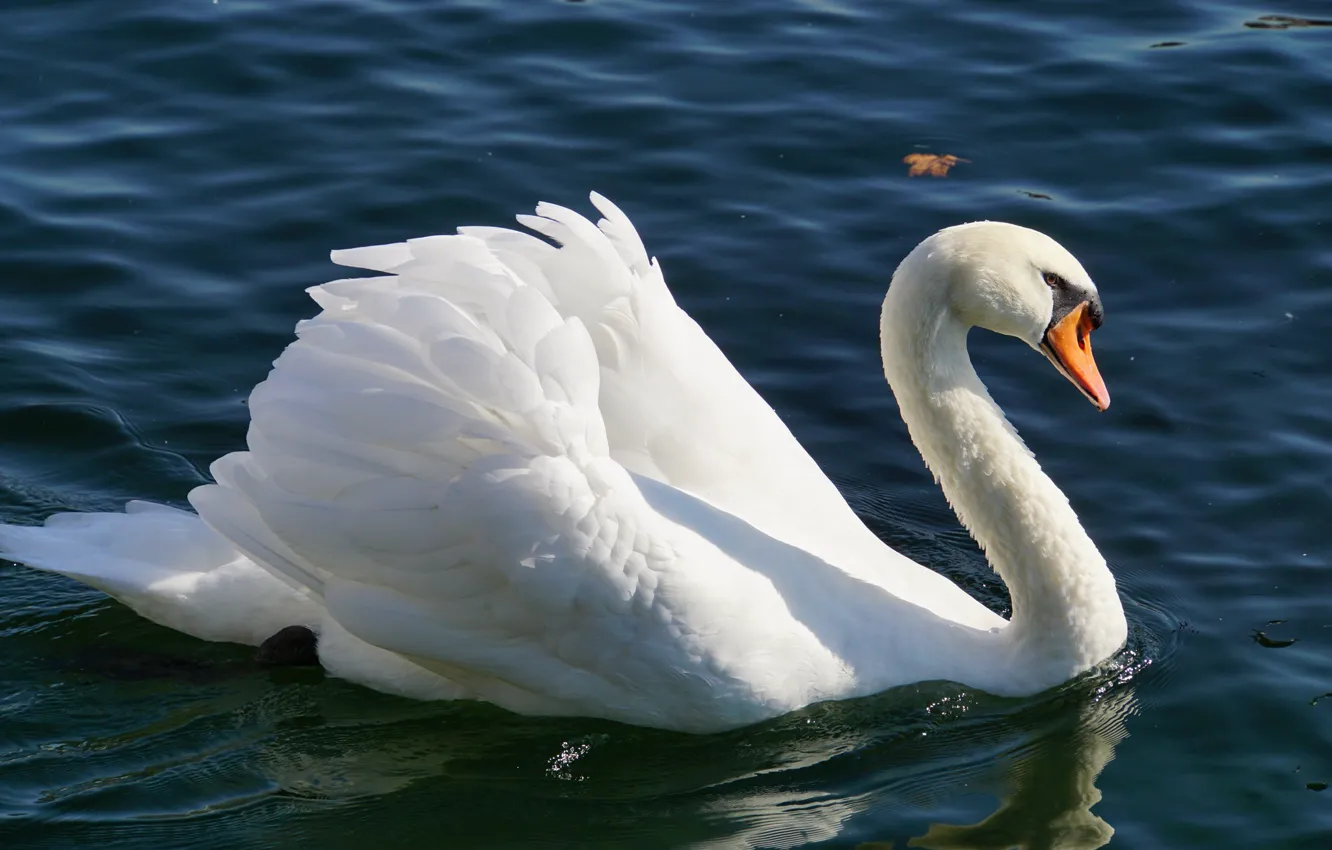 Фото обои белый, вода, свет, пруд, птица, лебедь, водоем, плавание