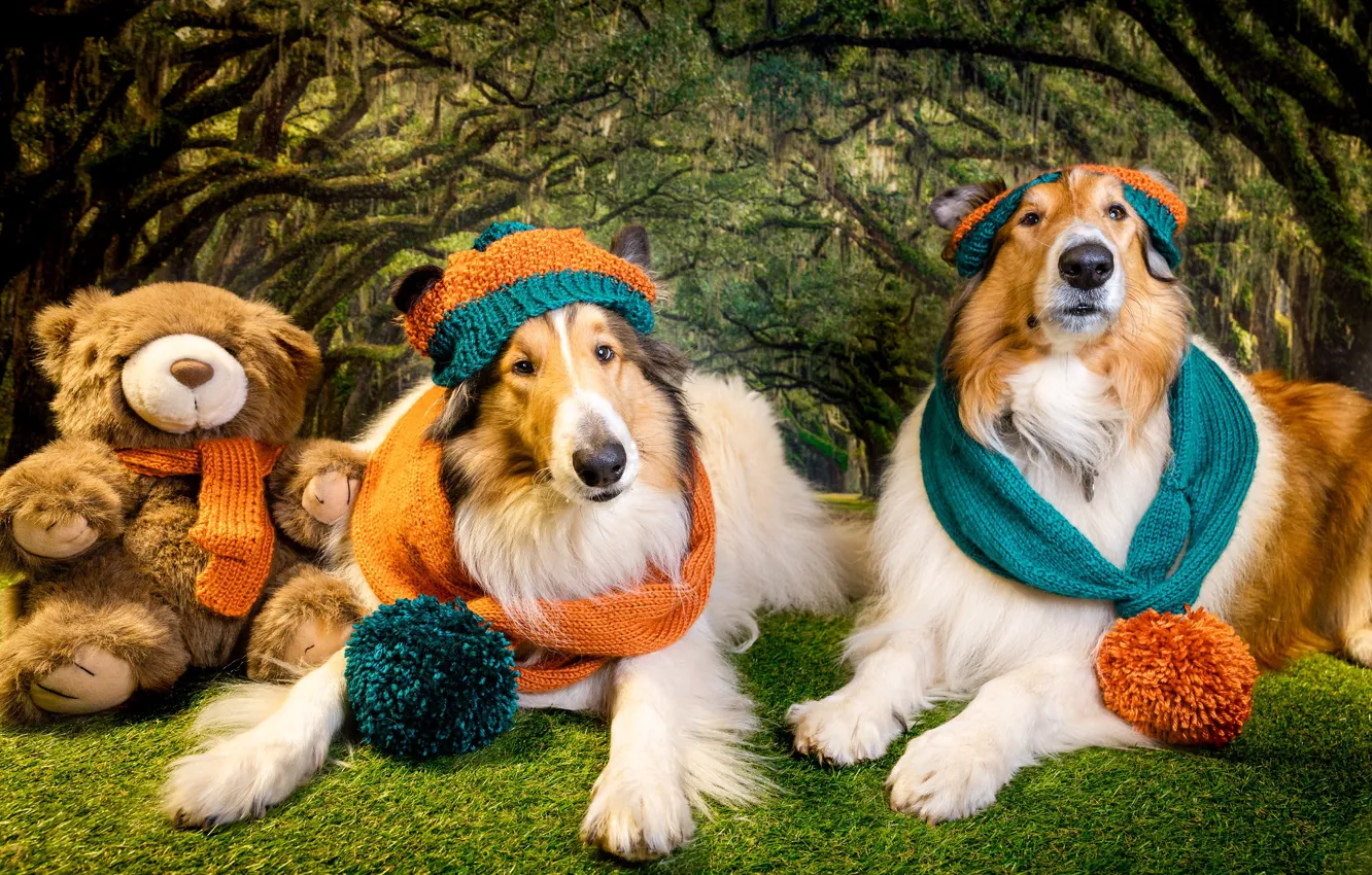 Фото обои лес, собаки, взгляд, морда, поза, собака, шапки, фотосессия