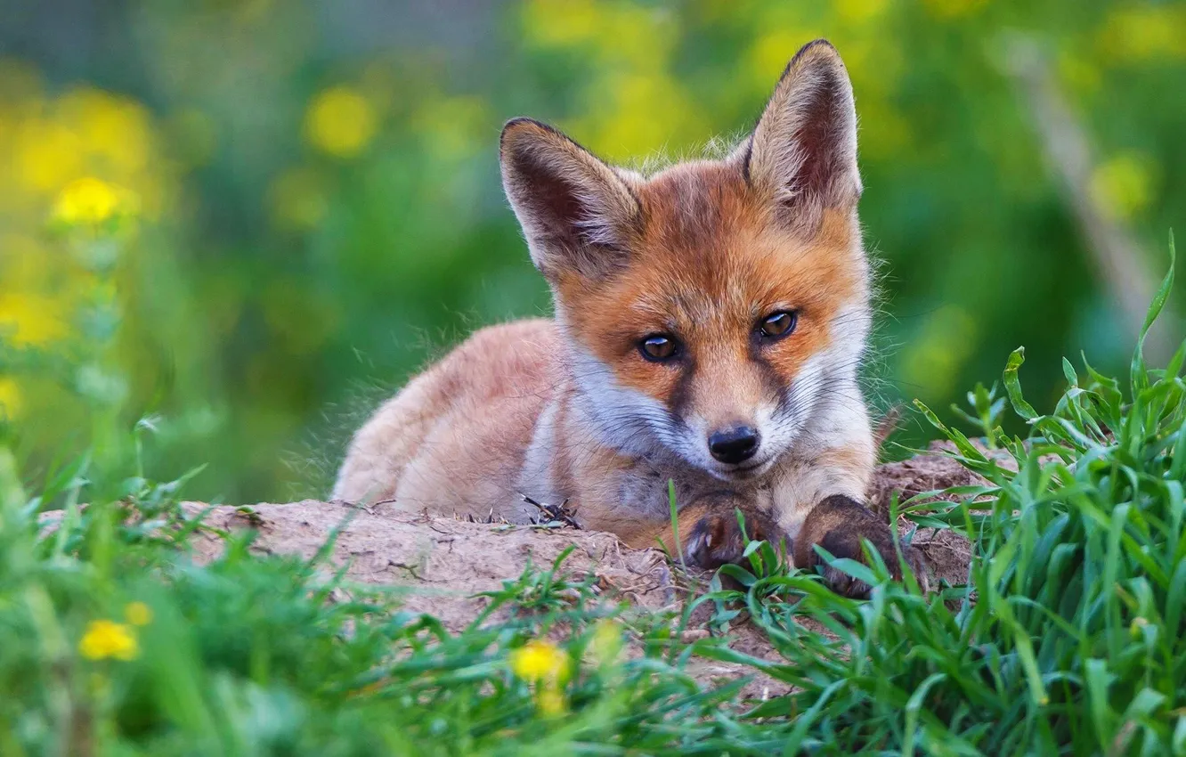 Фото обои зелень, лето, трава, взгляд, морда, цветы, желтый, поза