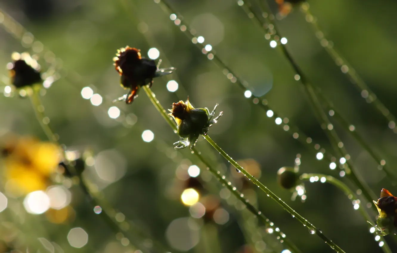 Фото обои зелень, трава, вода, капли, макро, свет, брызги, роса