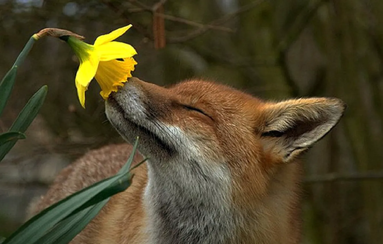 Фото обои flower, animal, fox in love