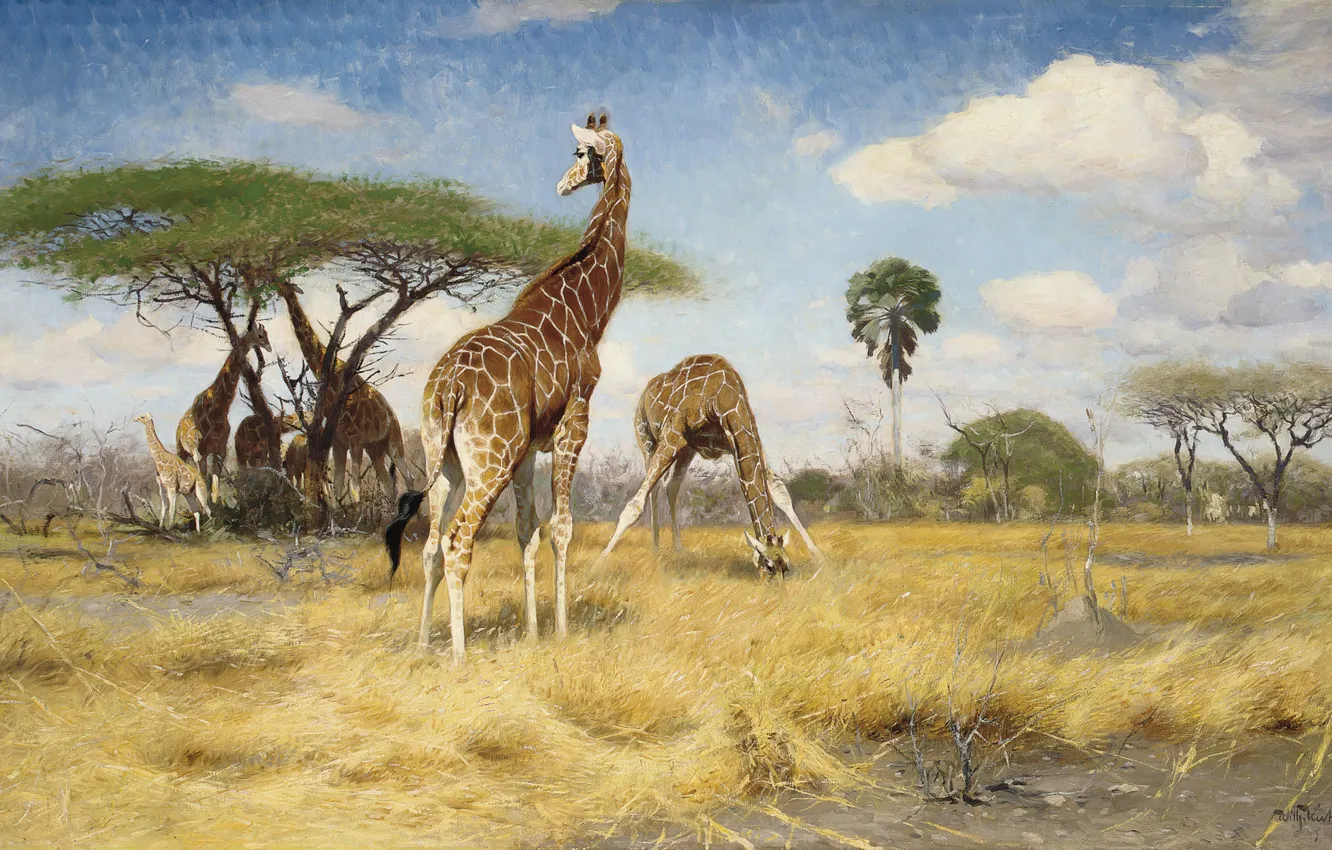 Фото обои Жирафы, Giraffes, German painter, Фридрих Вильгельм Кунерт, немецкий живописец, Friedrich Wilhelm Kuhnert