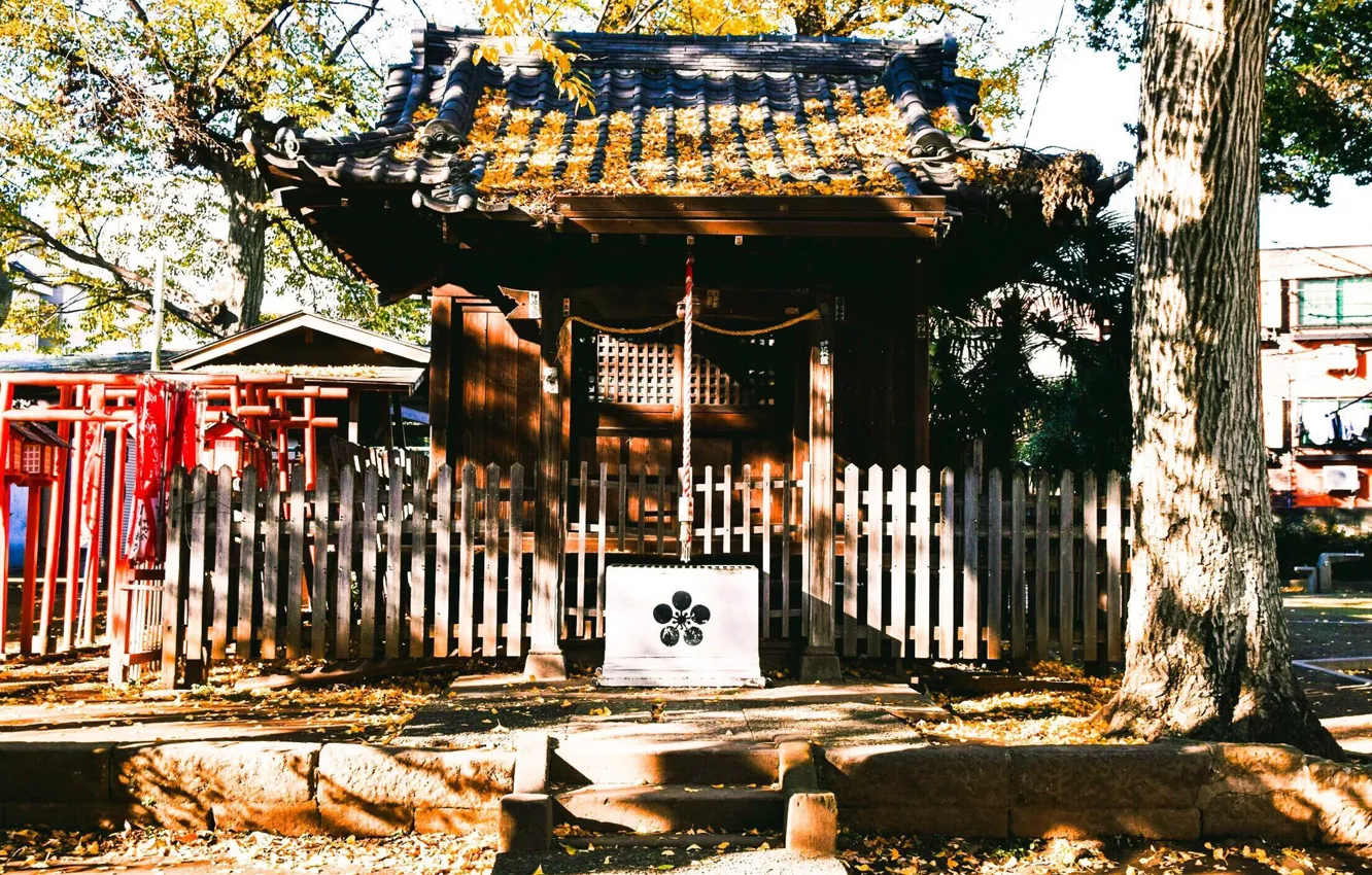 Фото обои Япония, храм, Japan, солнечный денёк, ворота тории