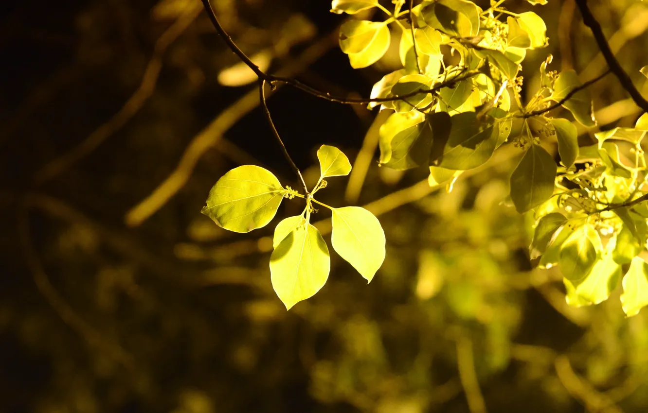 Фото обои листья, макро, деревья, желтый, фон, дерево, widescreen, обои