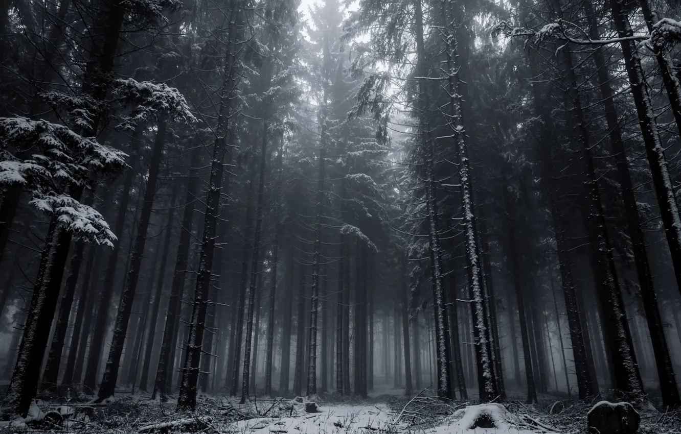 Фото обои зима, лес, снег, деревья, природа, Германия, Germany