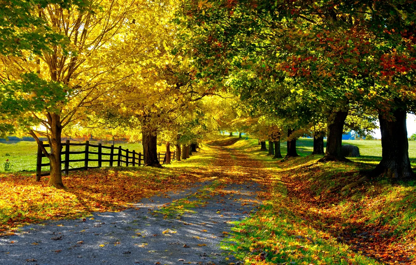 Фото обои дорога, осень, листья, деревья, забор, Природа, аллея