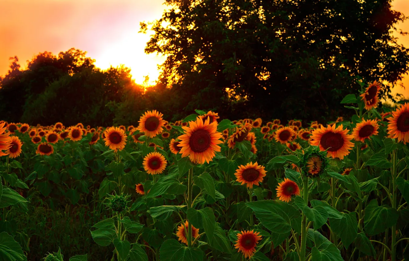 Фото обои Закат, Природа, Поле, Подсолнухи, Nature, Sunset, Field, Sunflowers