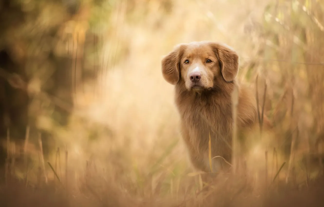 Фото обои осень, трава, взгляд, морда, природа, собака, рыжий, щенок