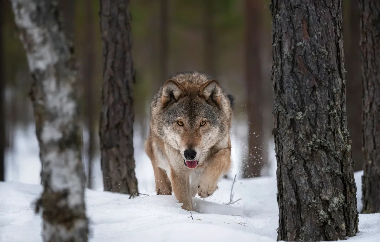 Фото обои зима, снег, деревья, волк, хищник, санитар леса, Влад Соколовский