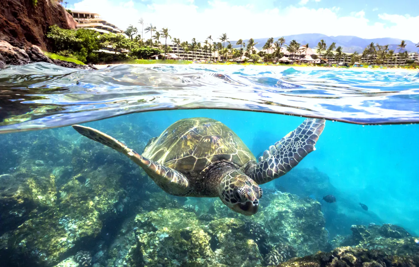 Фото обои вода, прозрачность, океан, черепаха, лагуна