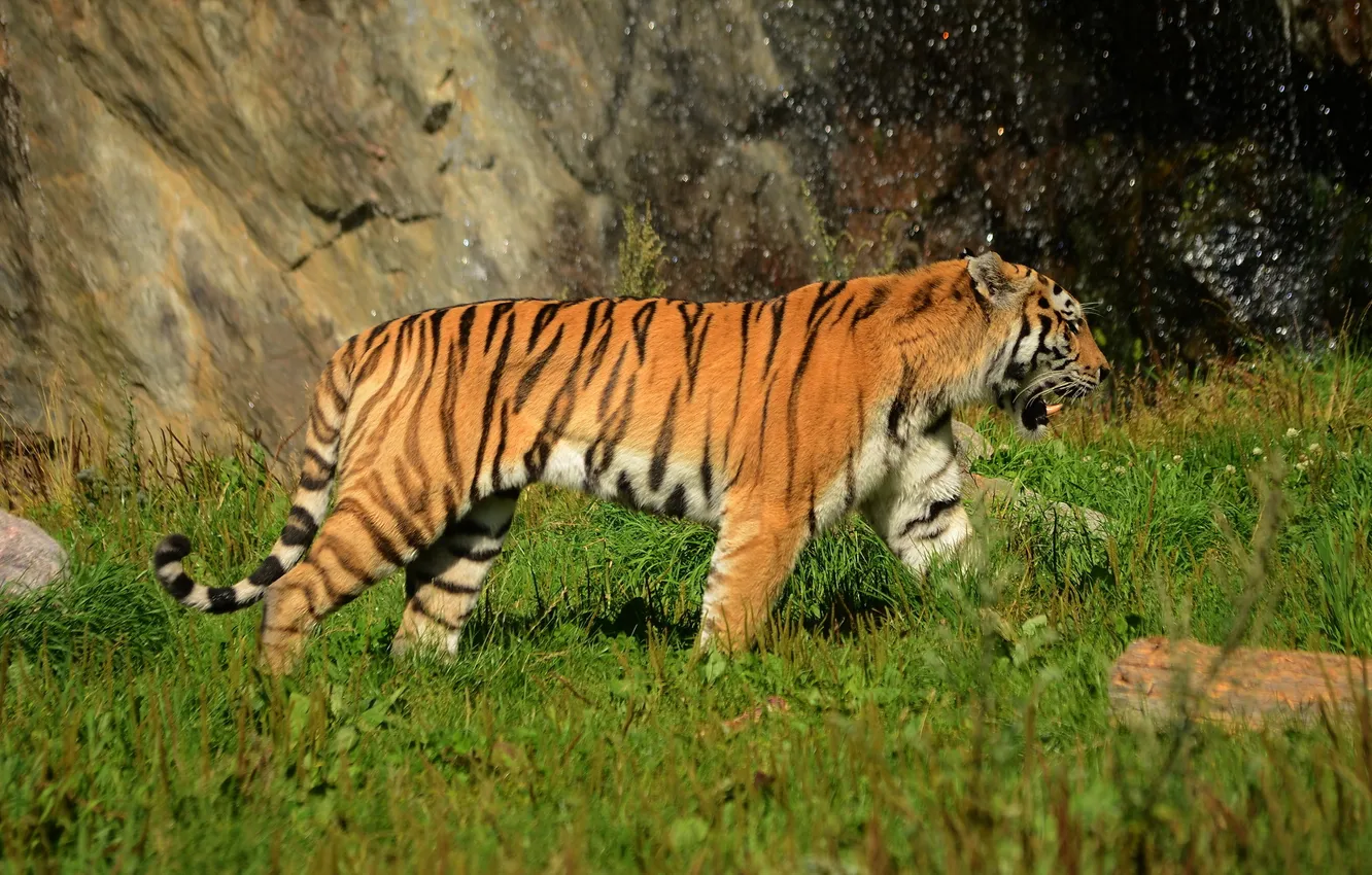 Фото обои тигр, хищник, амурский, полосатая кошка