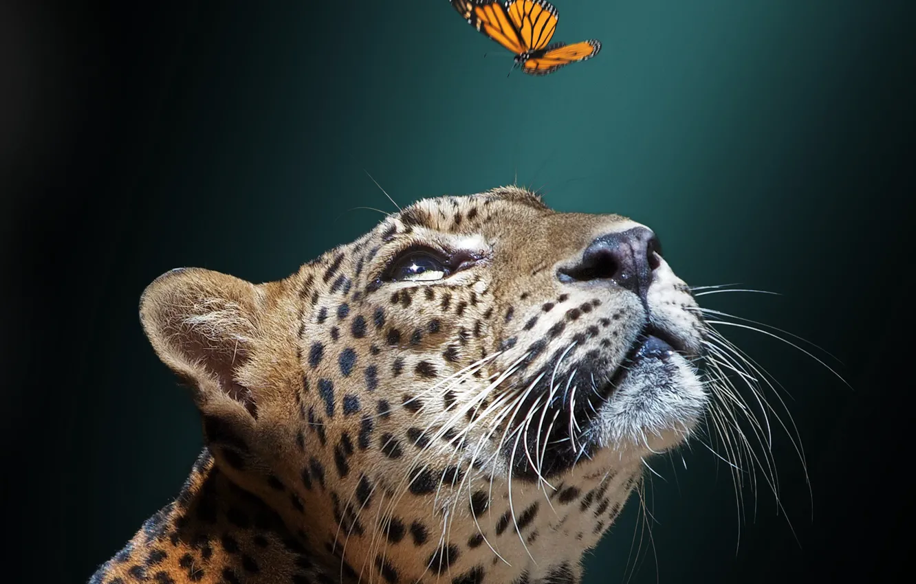 Фото обои морда, фон, бабочка, ягуар, дикая кошка