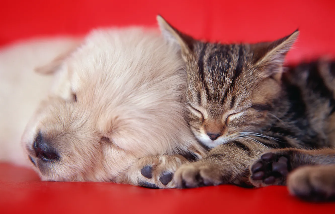 Фото обои котенок, диван, щенок