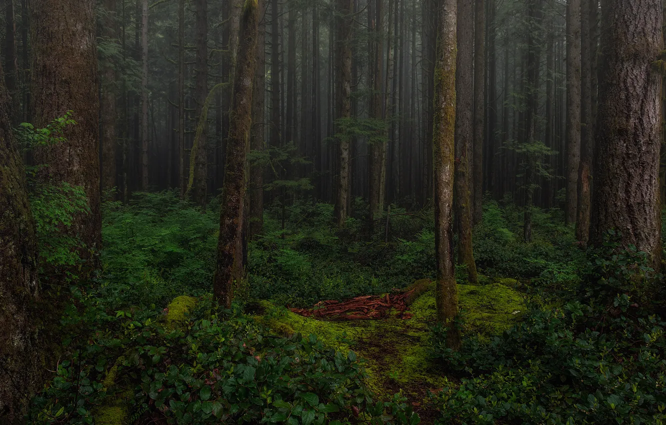 Фото обои лес, деревья, природа, Канада, Canada, British Columbia, Британская Колумбия