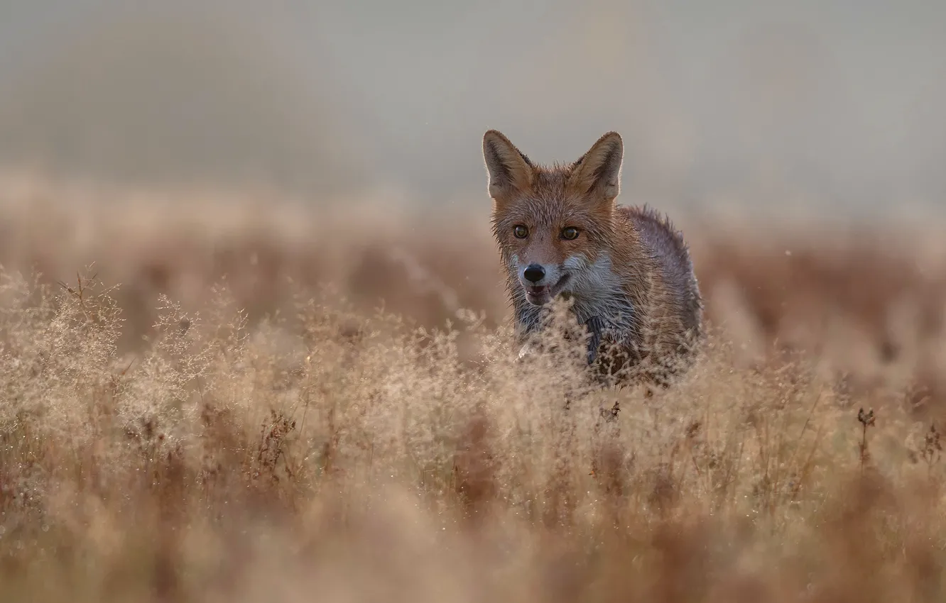 Фото обои поле, трава, взгляд, морда, фон, колоски, пасть, лиса