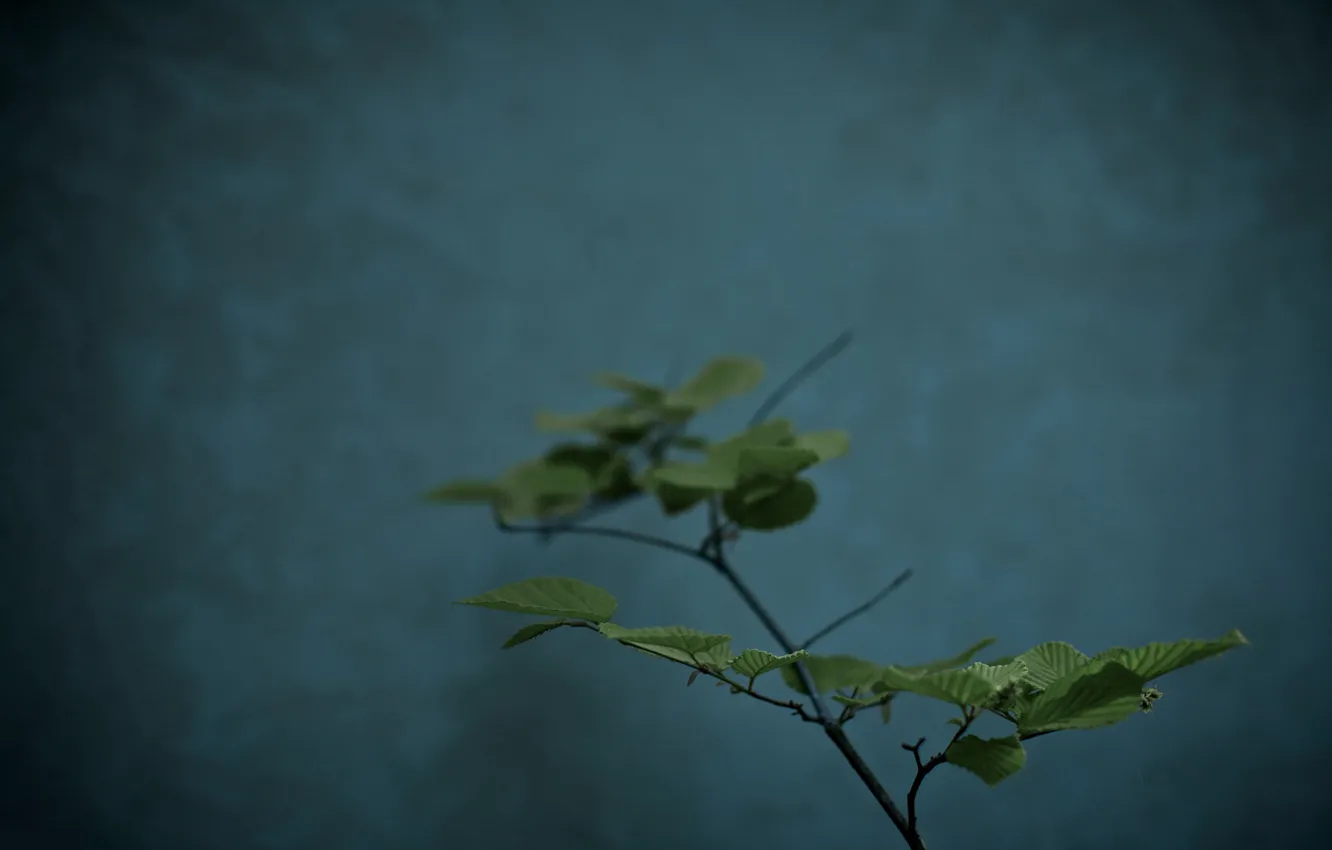 Фото обои листья, цветы, макро растение