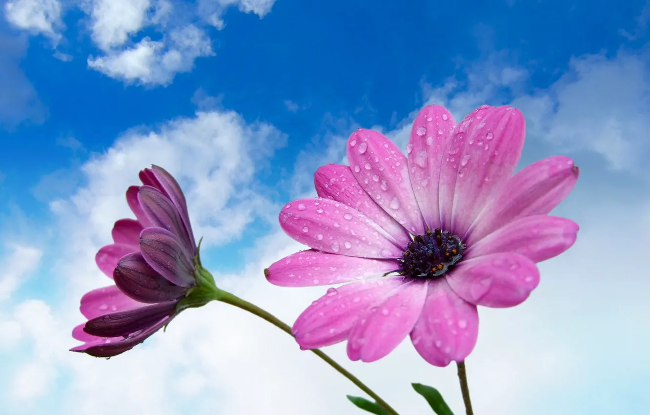 Фото обои цветок, небо, капли, природа, роса, лепестки
