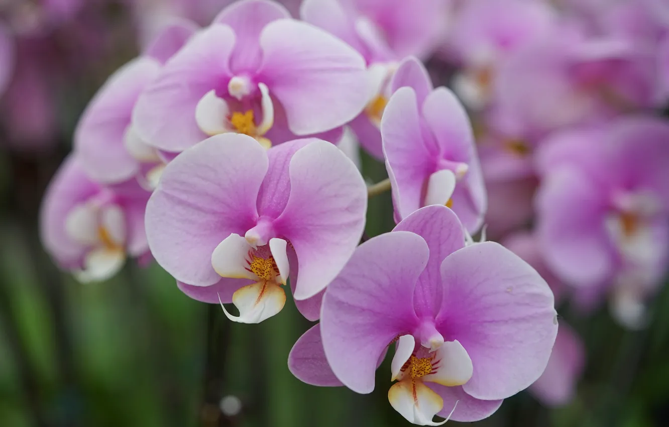 Фото обои макро, сиреневая, орхидея, фаленопсис