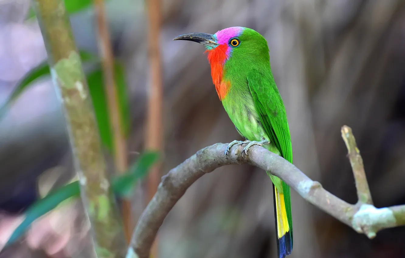 Фото обои colorful, bird, wildlife, bee-eater, red bearded