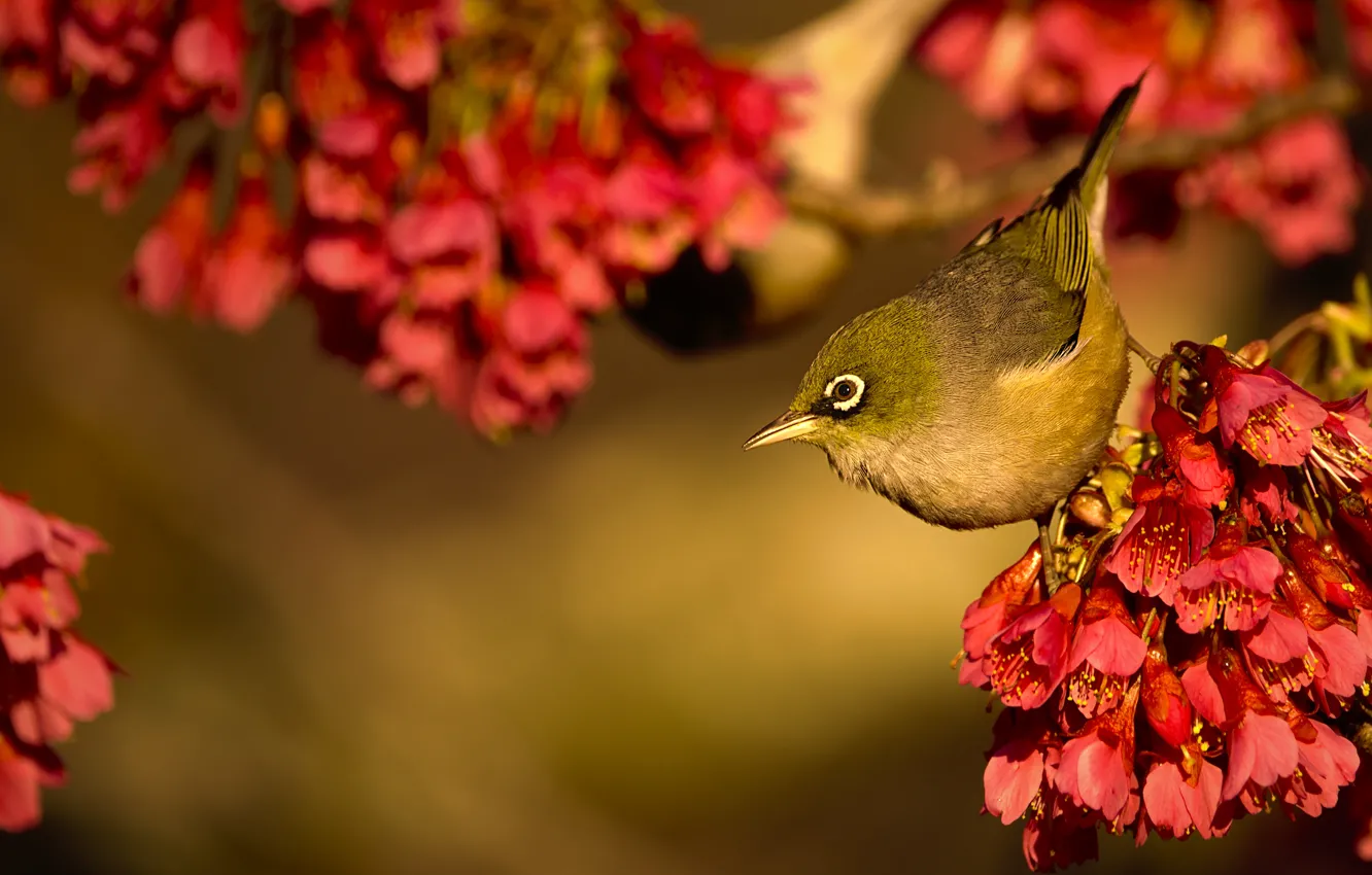 Фото обои птица, цветение, цветки, боке, цветущая слива, Серебряная белоглазка