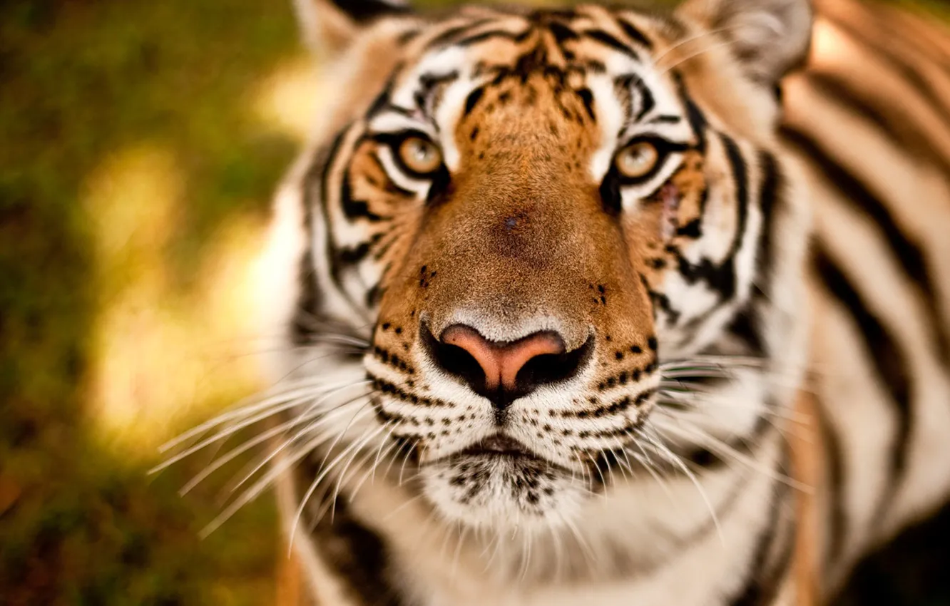 Фото обои глаза, взгляд, морда, тигр