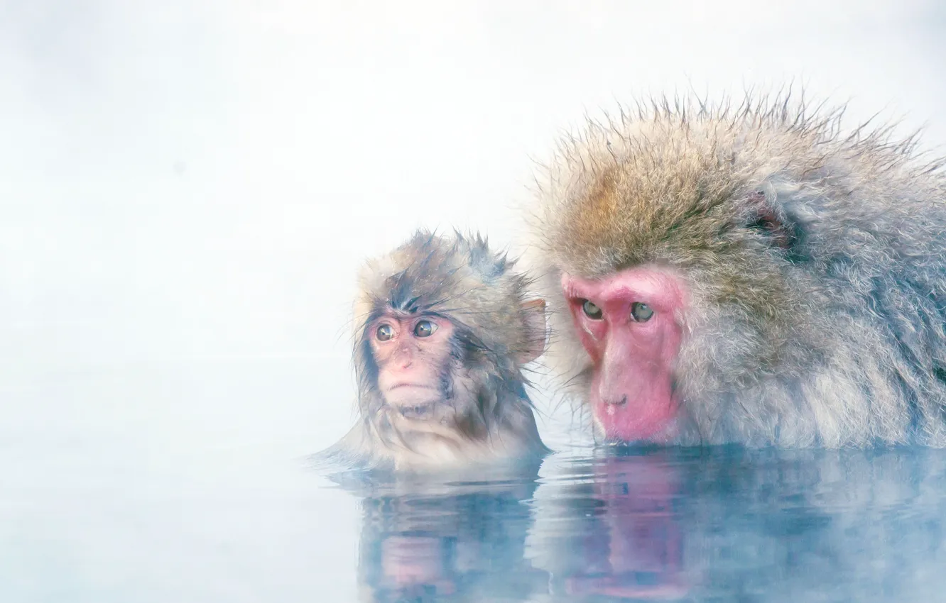 Фото обои фон, обезьяна, детёныш, Японский макак, снежная