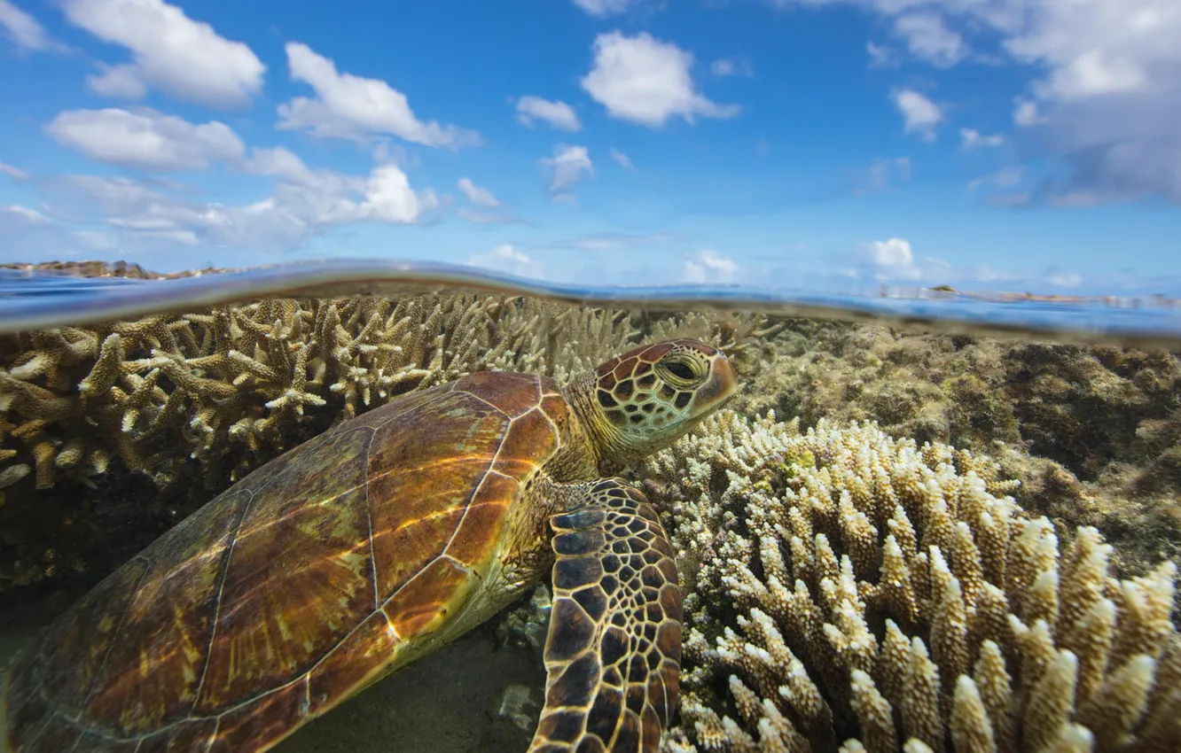 Фото обои Австралия, зелёная черепаха, остров Леди-Эллиот, Большой барьерный риф