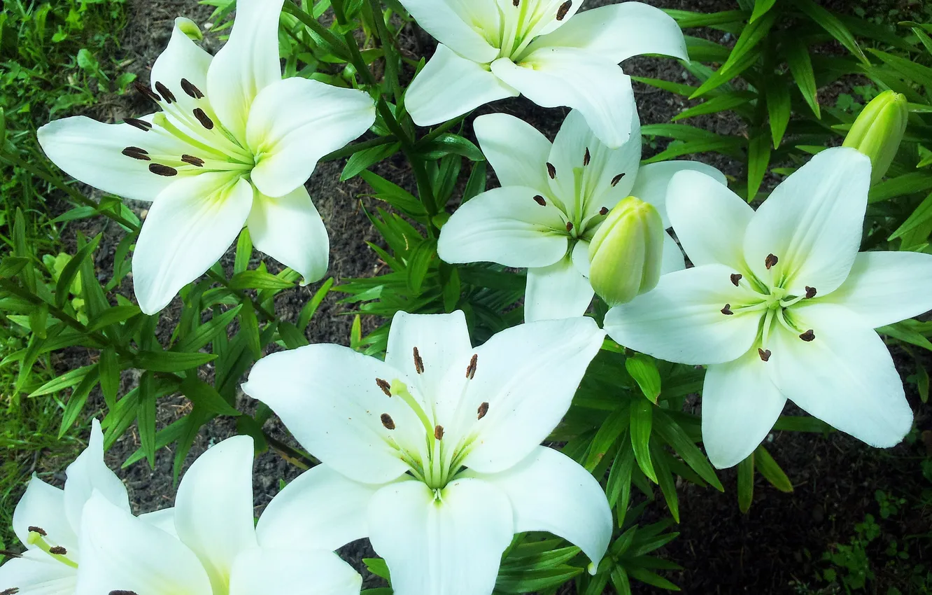 Фото обои цветы, белые лепестки, Белые лилии