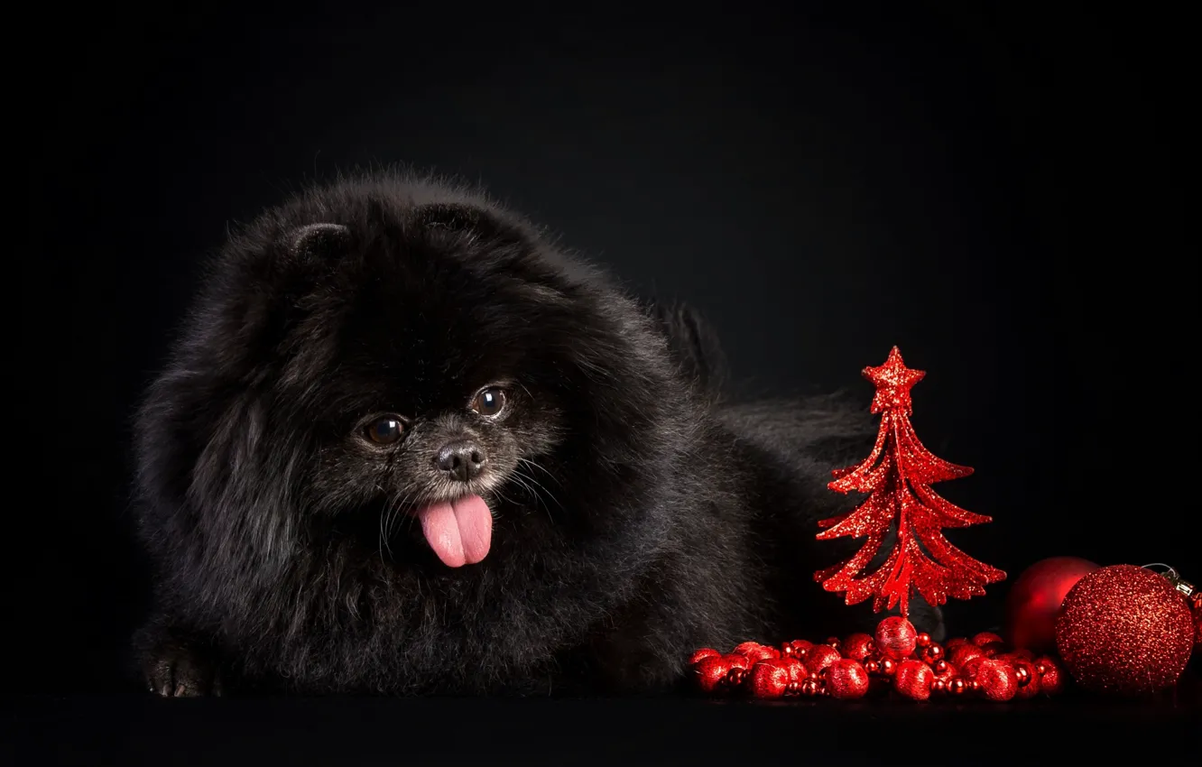 Фото обои фон, новый год, шар, собака, ёлка