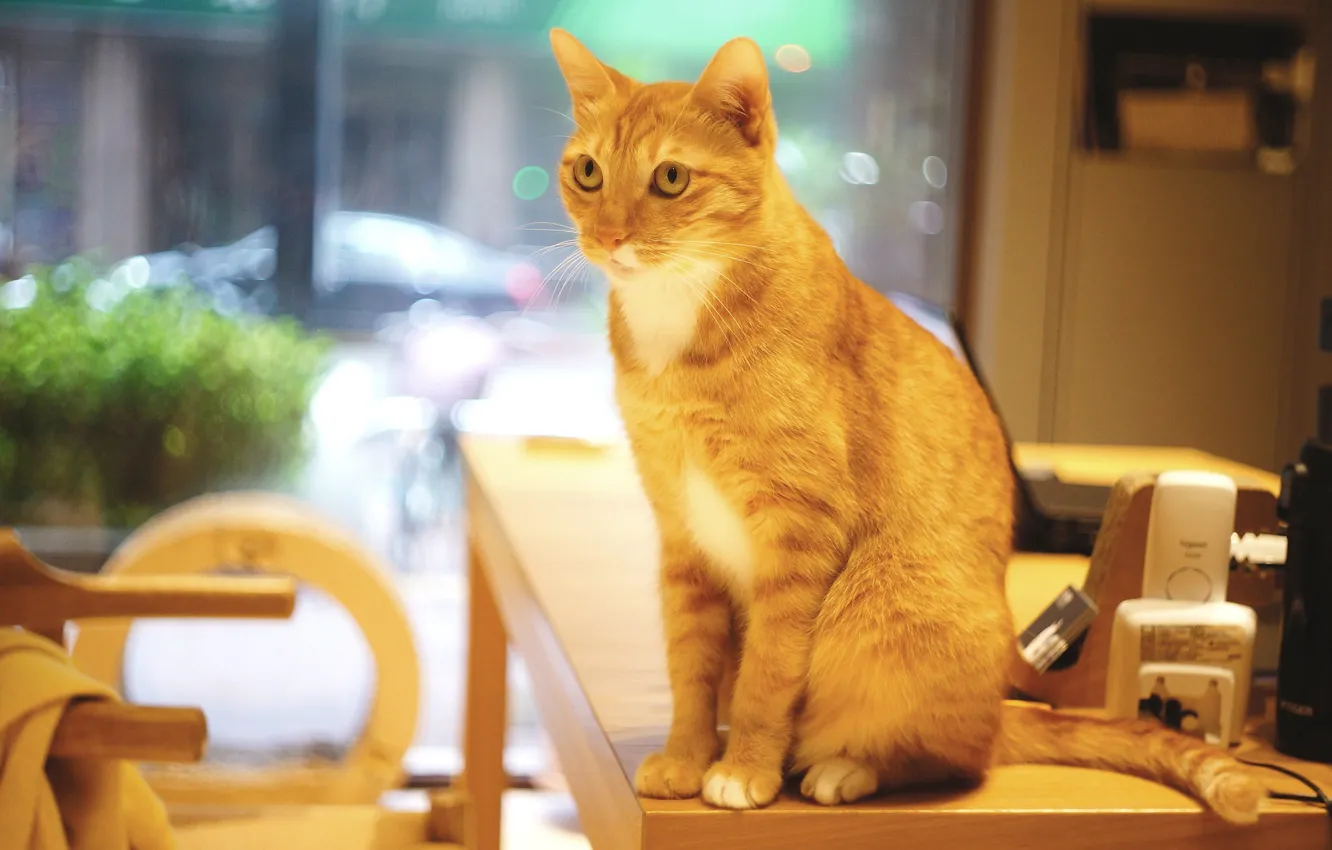 Фото обои кошка, кот, взгляд, стол, техника, окно, рыжий, стул