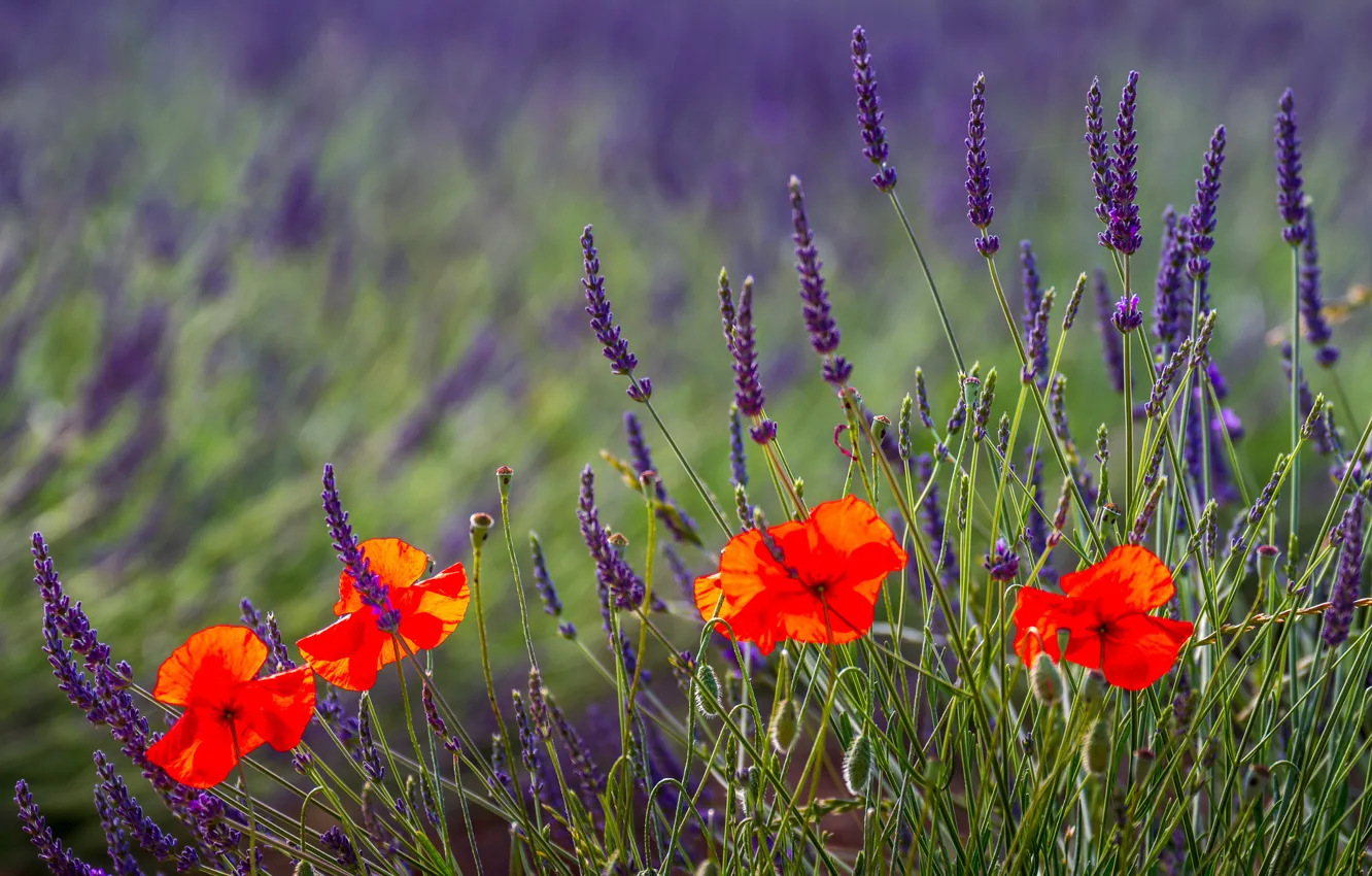 Фото обои поле, природа, маки, field, nature, лаванда, lavender, poppies