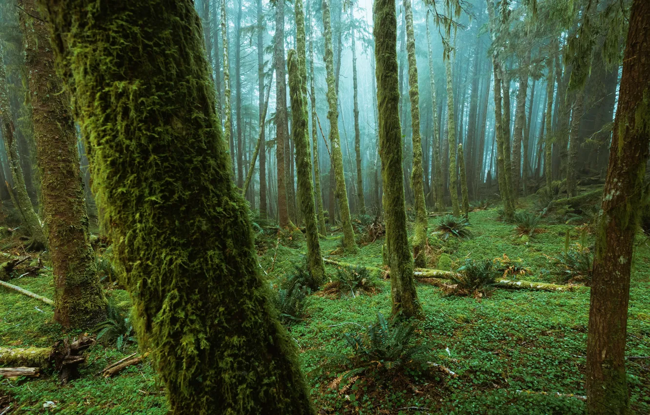 Фото обои лес, деревья, природа, туман, папоротник