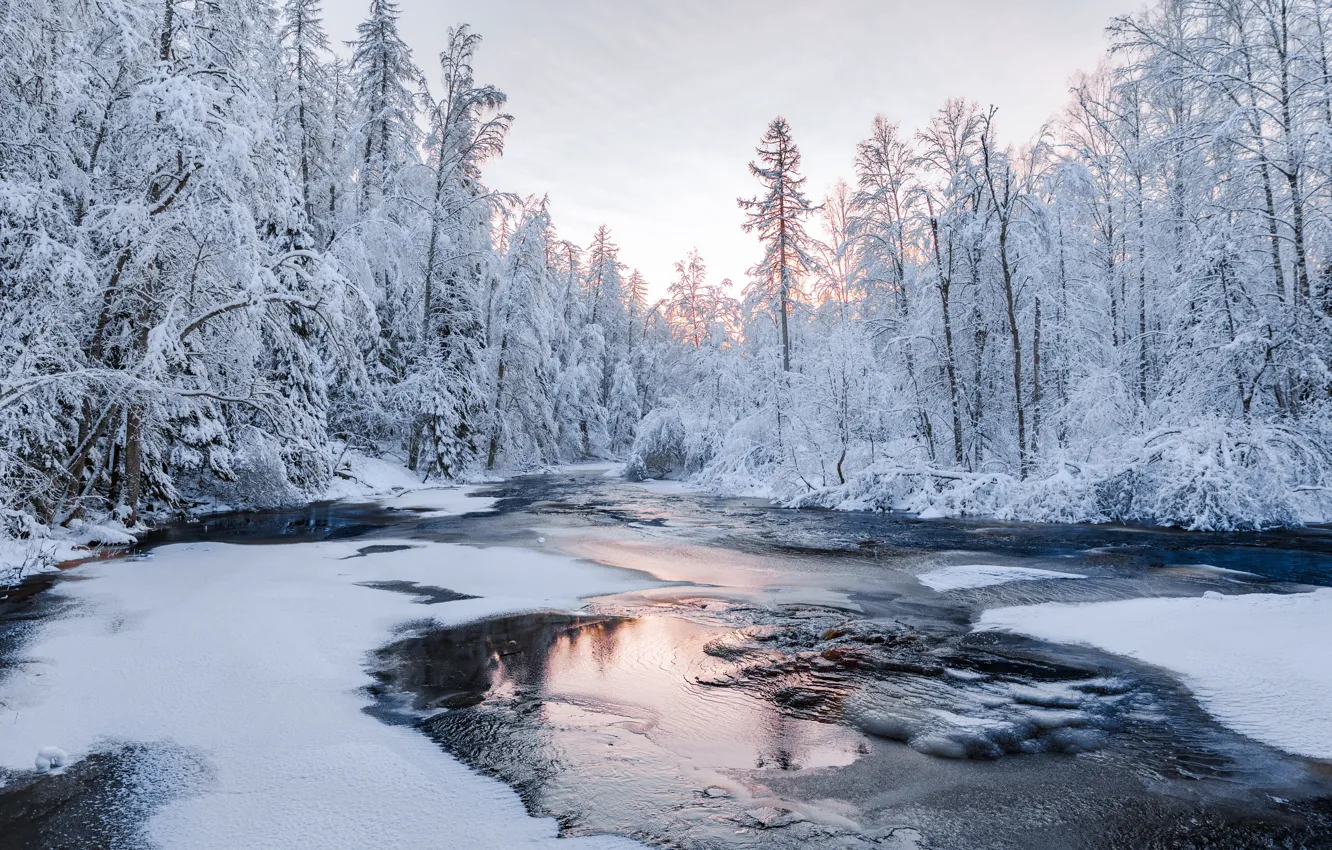 Фото обои зима, лес, снег, река, Россия, Ленинградская область, Руслан Кондратенко, Линдуловская роща