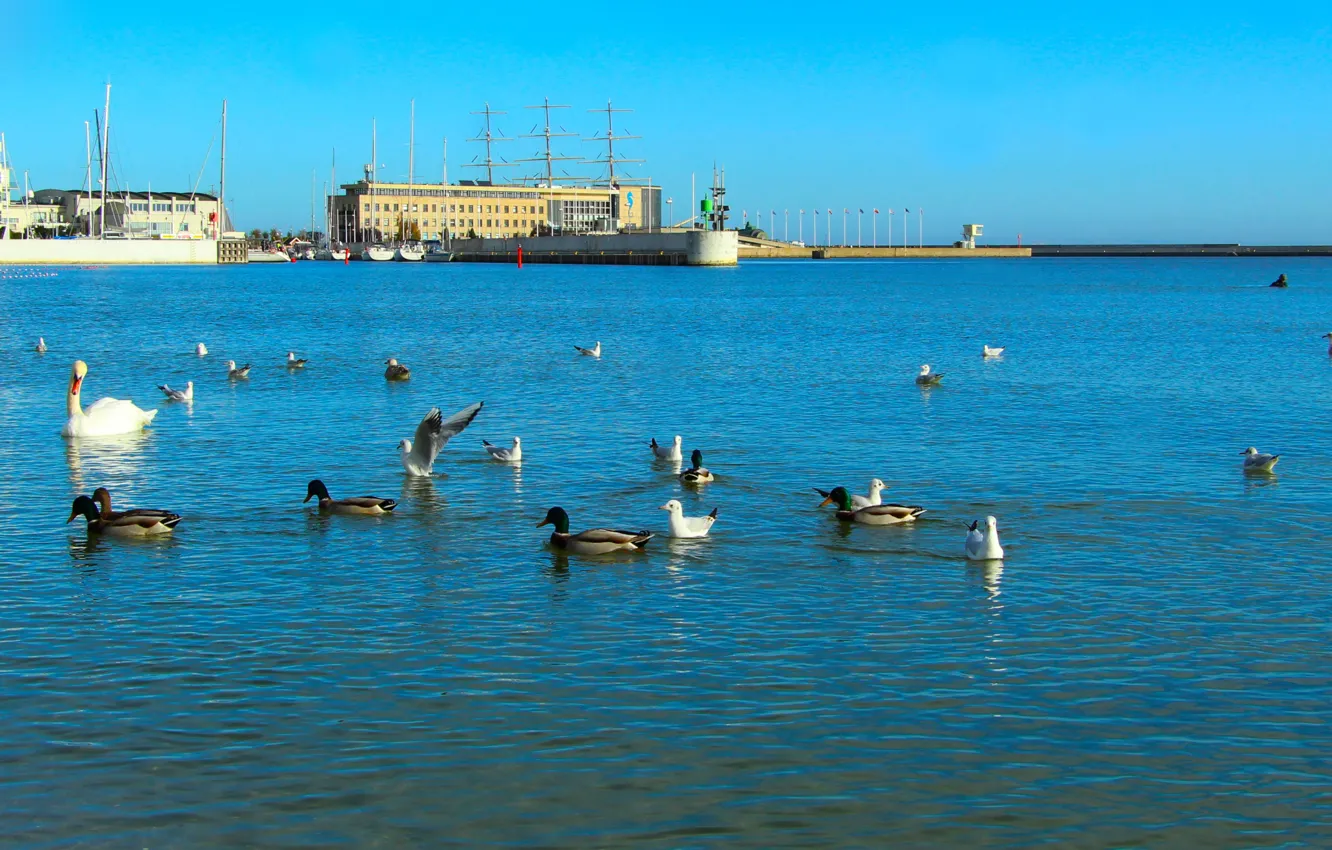 Фото обои beach, sea, bird, water, baltic