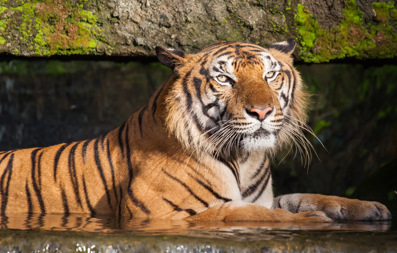 Фото обои white, tiger, stripes, zoo, wildlife, wild, tongue, stare