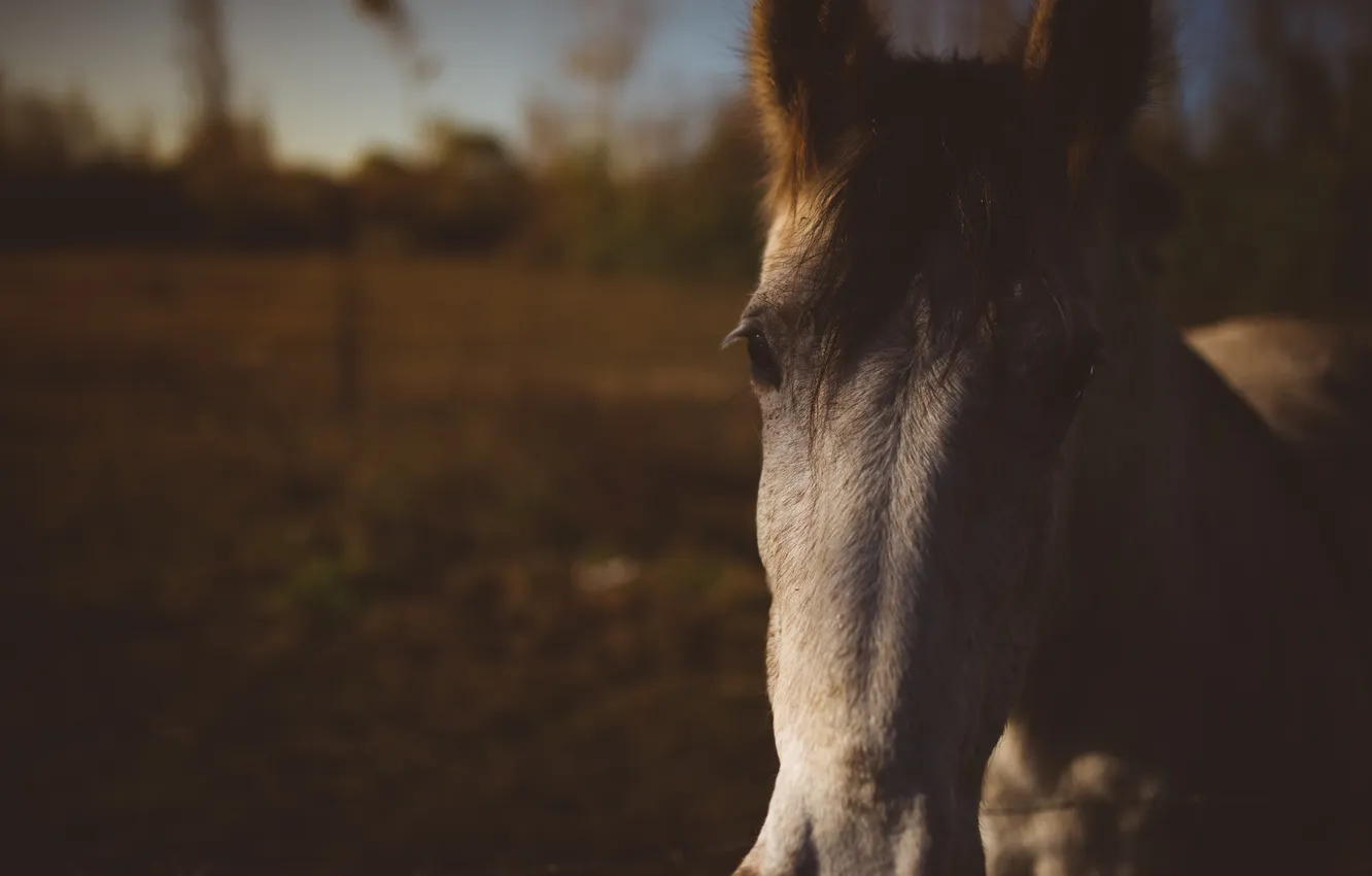Фото обои глаза, конь, лошадь, челка