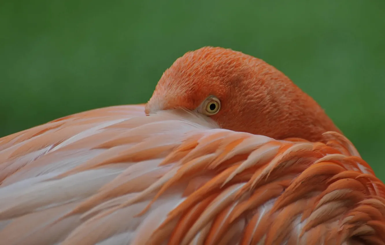 Фото обои птица, краски, перья, фламинго