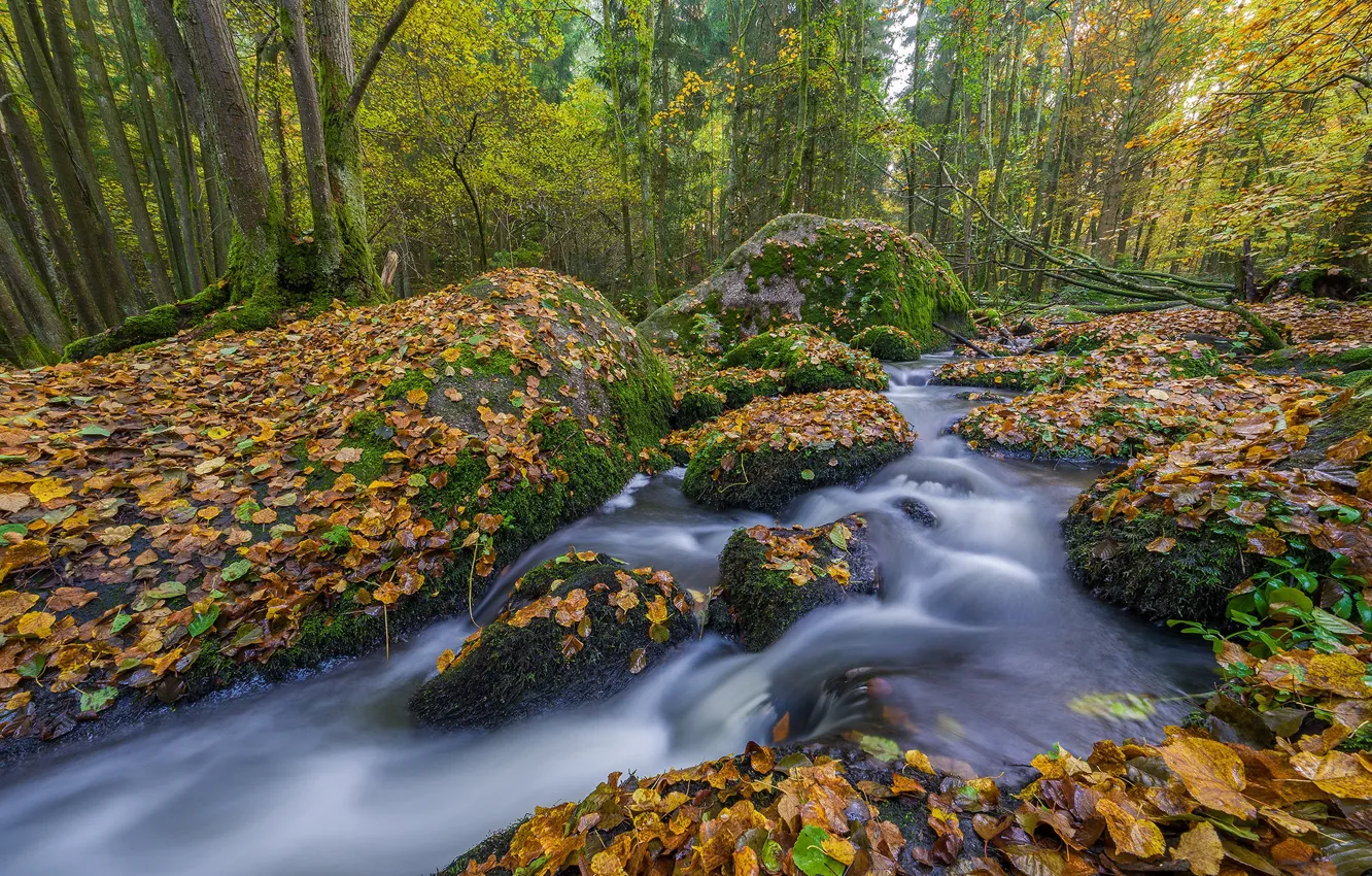 Фото обои осень, лес, деревья, ручей, камни, Германия, Бавария, речка