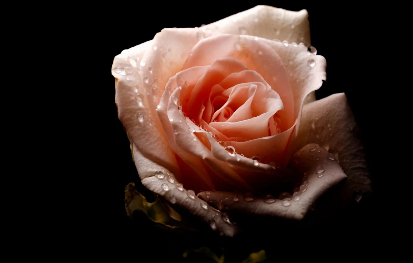 Фото обои капли, роса, роза, чёрный фон