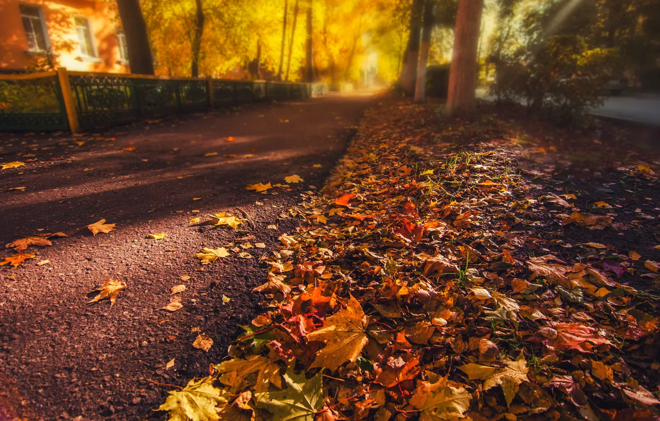 Фото обои дорога, осень, асфальт, листья, свет, деревья, природа, дом