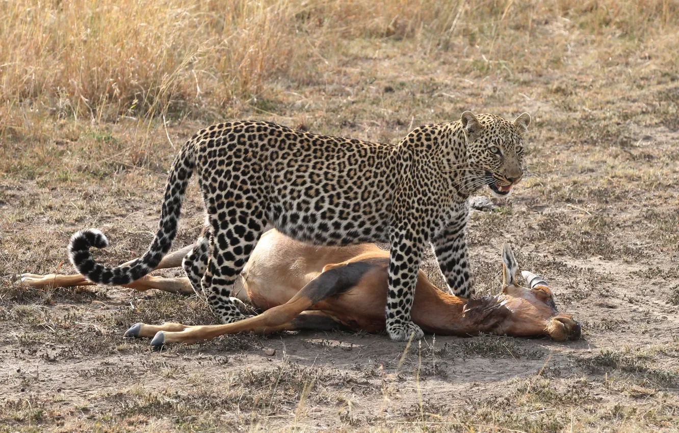 Фото обои кошка, леопард, охота, антилопа, туша