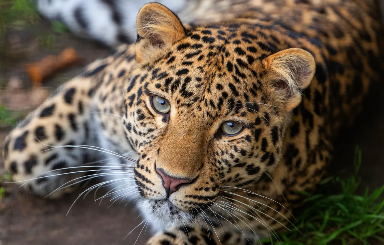 Фото обои взгляд, морда, портрет, лапы, леопард, лежит