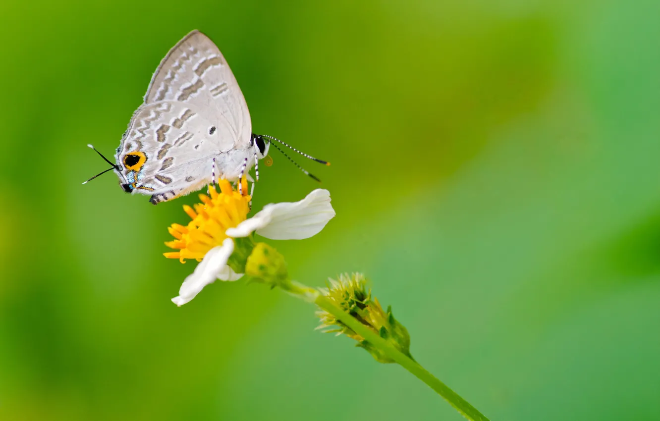 Фото обои цветок, природа, бабочка, мотылек