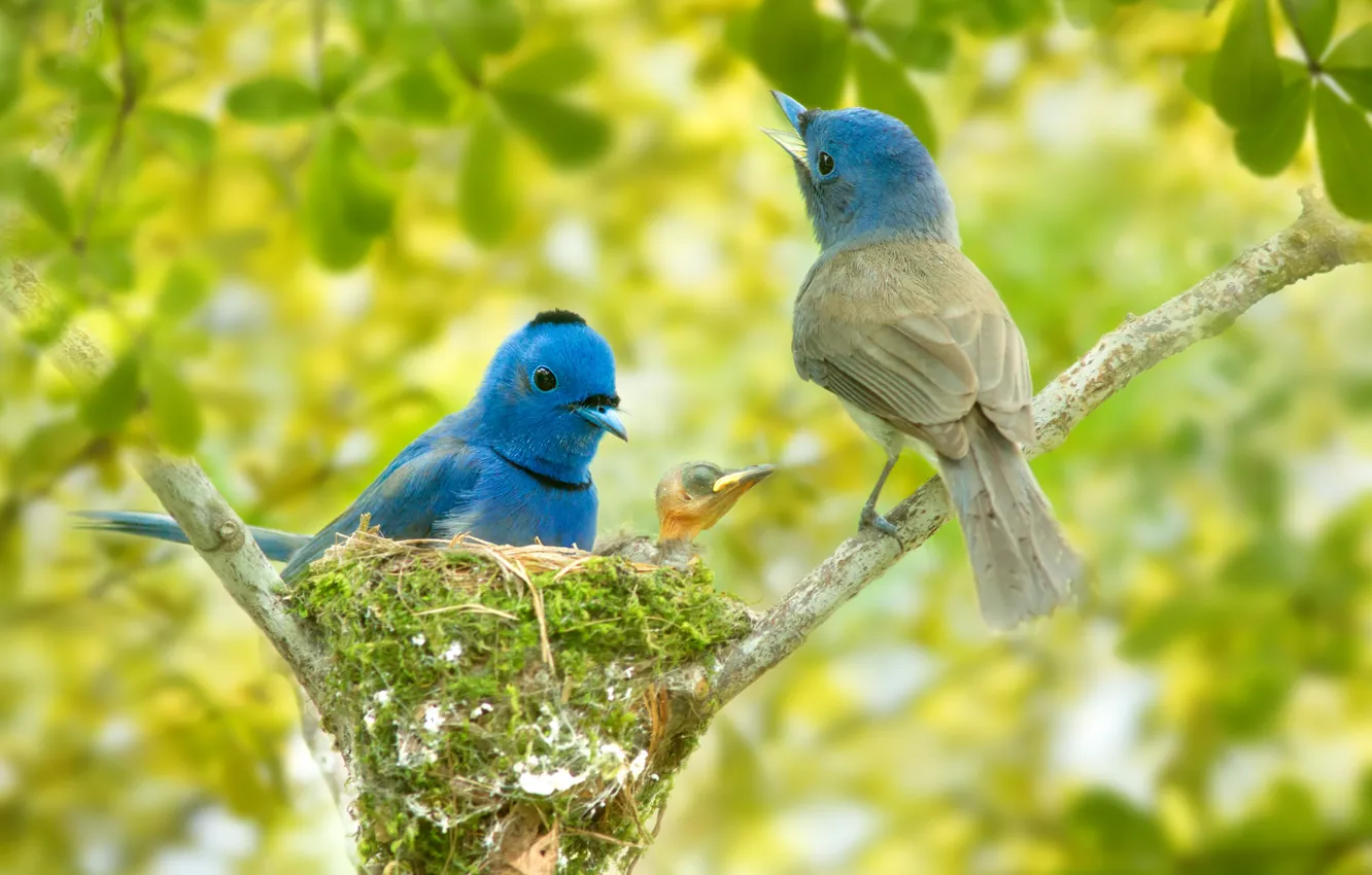 Фото обои птицы, ветки, гнездо, птенец, боке, Синий монарх, Black-naped monarch
