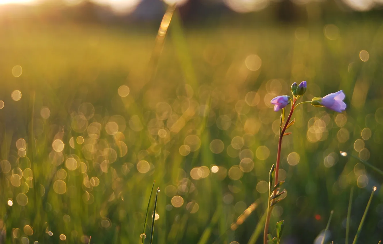Фото обои поле, лето, трава, капли, макро, свет, цветы, свежесть