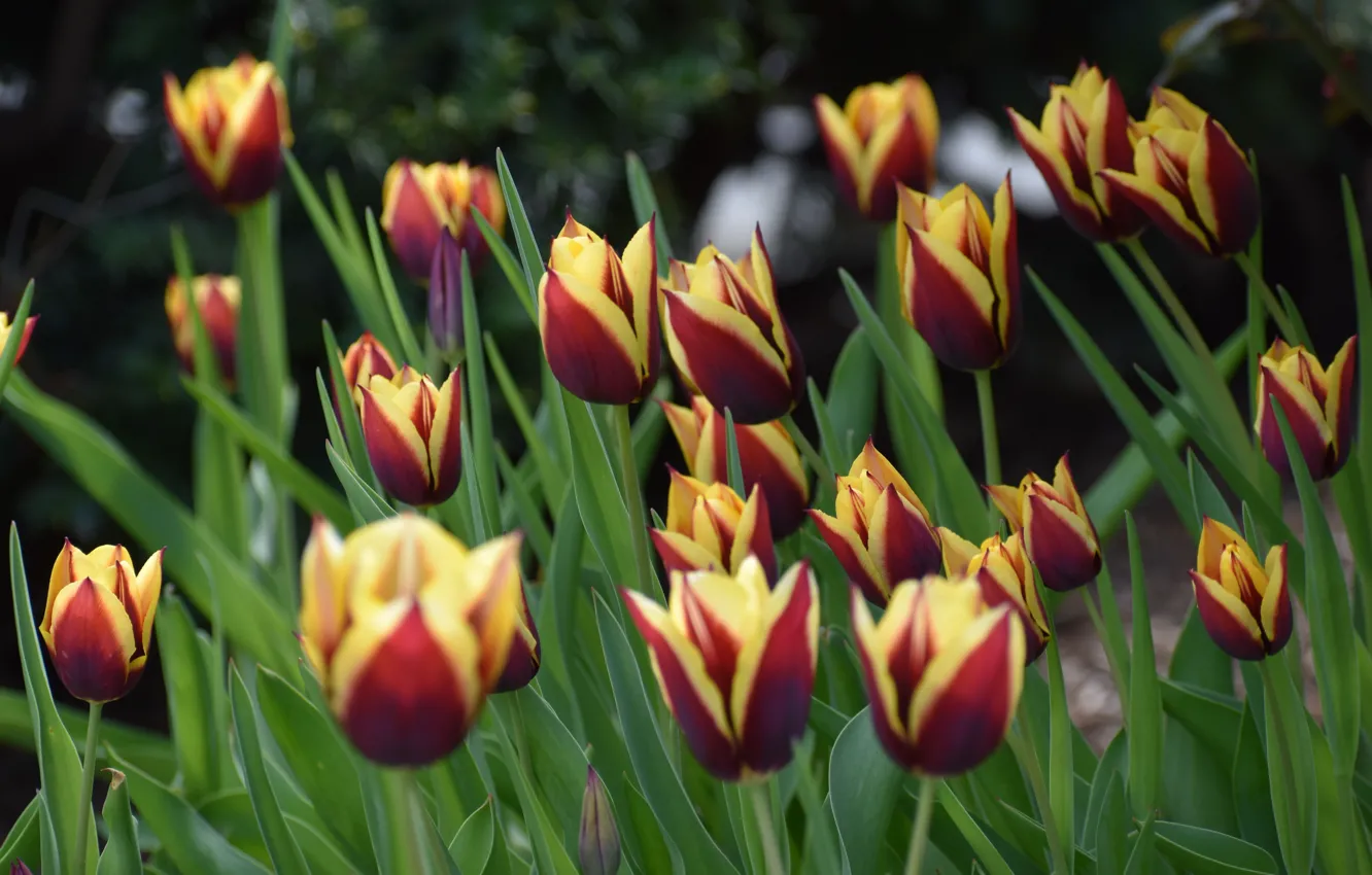 Фото обои цветы, весна, тюльпаны, бутоны, клумба, боке, двухцветные, желто-красные